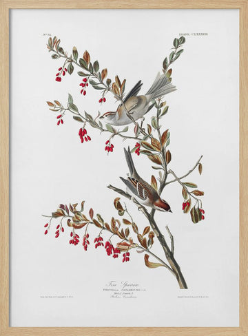 Tree Sparrow From Birds of America (1827) | Poster - Wood Frame Interior