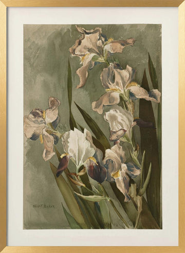 Study of Iris | Poster - Gold Frame Interior