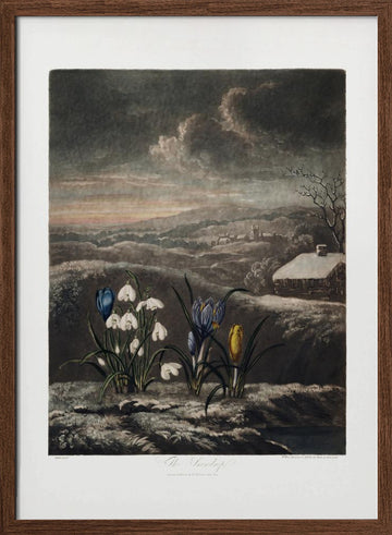 The Snowdrops from The Temple of Flora (1807) | Poster - Walnut Frame Interior