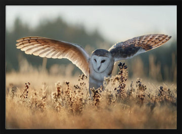 Barn Owl Flight | Poster - Black Metal Frame Interior