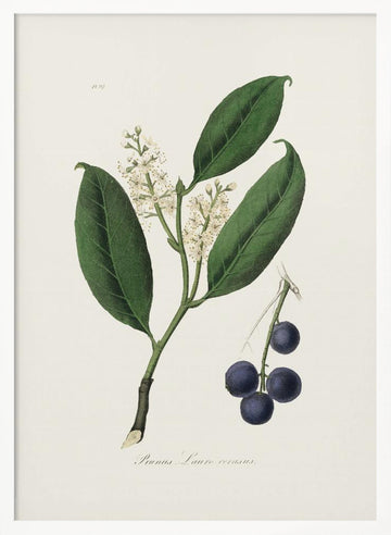 Cherry Laurel (prunus Laurocerasus) Medical Botany | Poster - White Frame Interior