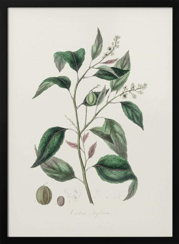 Purging Croton (croton Tiglium) Medical Botany | Poster - Black Metal Frame Interior