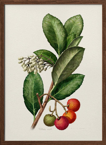 Vintage Strawberry Tree | Poster - Walnut Frame Interior