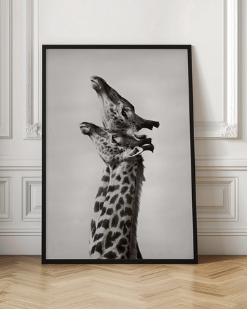 Two Giraffes Gaze | Poster - Room Interior 1