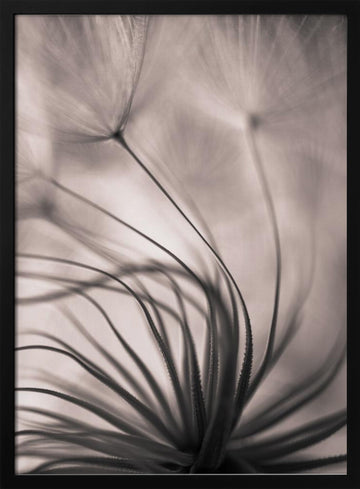 Delicate Dandelion Seeds | Poster - Black Metal Frame Interior