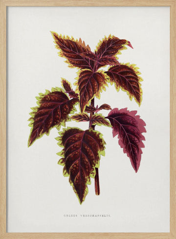 Pink Coleus Leaf Illustration | Poster - Wood Frame Interior