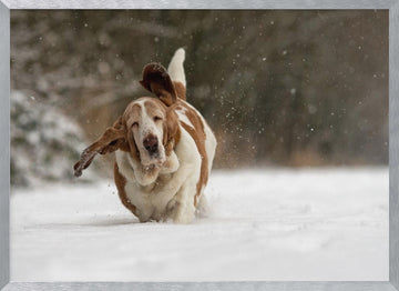 Joyful Basset Hound Snow Run | Poster - Silver Frame Interior