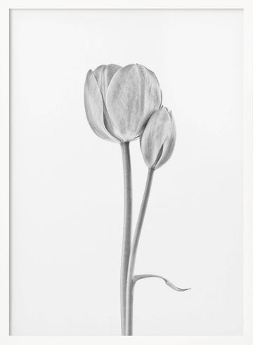 Elegant Tulip Pair | Poster - White Frame Interior