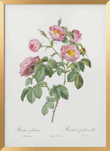 Semi Double Variety of Tomentose Rose, Les Roses (1817–1824) | Poster - Gold Frame Interior