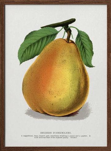 Duchess D'angouleme Pear Lithograph | Poster - Walnut Frame Interior