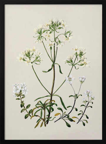 New Zealand Gentiana Drawn By Sarah Featon (1848–1927) | Poster - Black Metal Frame Interior