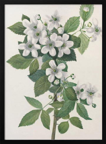 Highbush Blackberry From North American Wildflowers (1925) By Mary Vaux Walcott. | Poster - Black Metal Frame Interior