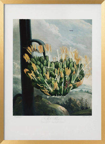 The Aloe from The Temple of Flora (1807) | Poster - Gold Frame Interior