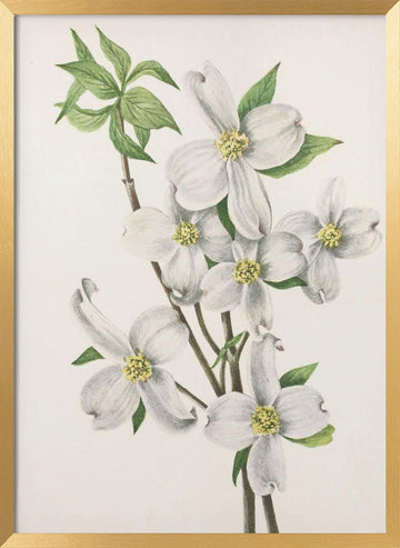 Flowering Dogwood From North American Wildflowers (1925) By Mary Vaux Walcott | Poster - Gold Frame Interior