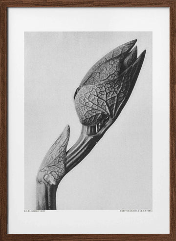 Aristolochia clematitis | Poster - Walnut Frame Interior