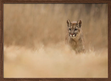 Cougar in Golden Grass | Poster - Walnut Frame Interior