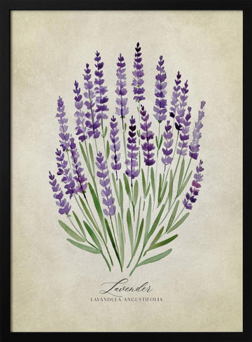 Purple Lavender Botanical | Poster - Black Metal Frame Interior