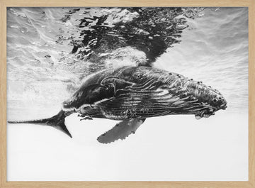Majestic Humpback Whale | Poster - Wood Frame Interior