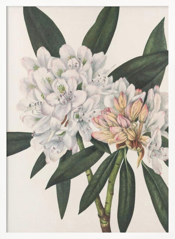 Rosebay Rhododendron From North American Wildflowers (1925) By Mary Vaux Walcott. | Poster - White Frame Interior