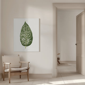 Dieffenbachia Seguina Leaf Illustration | Canvas - Room Interior 1