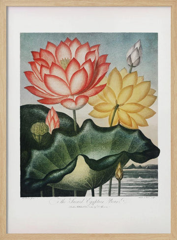 The Sacred Egyptian Bean from The Temple of Flora (1807) | Poster - Wood Frame Interior