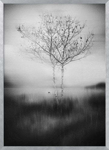 Misty Birch Reflection | Poster - Silver Frame Interior