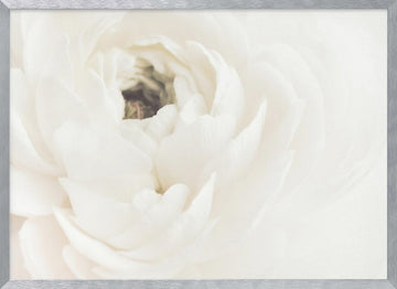 Soft White Bloom | Poster - Silver Frame Interior