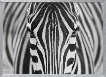Intense Zebra Eyes | Poster - Silver Frame Interior