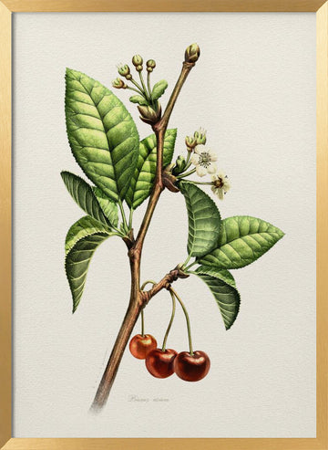 Sweet Cherry Botanical Branch | Poster - Gold Frame Interior