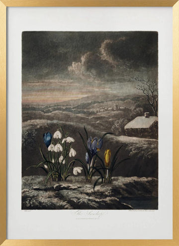 The Snowdrops from The Temple of Flora (1807) | Poster - Gold Frame Interior