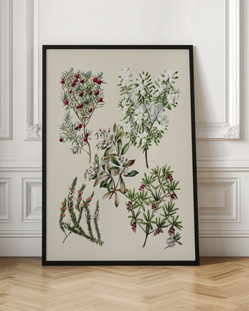 Antique Flowers Drawn By Sarah Featon (1848–1927) | Poster - Room Interior 1