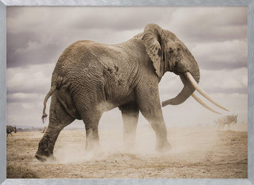 African Elephant Dust | Poster - Silver Frame Interior
