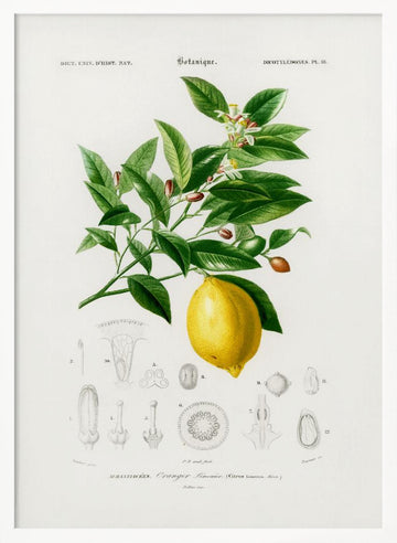 Lemon (citrus Limonium) | Poster - White Frame Interior