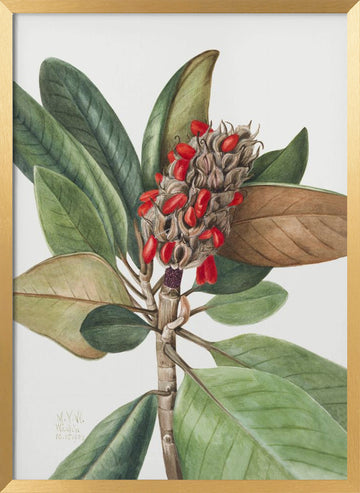 Southern Magnolia (1923) | Poster - Gold Frame Interior