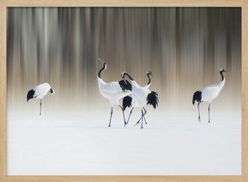 Graceful Cranes in Snow | Poster - Wood Frame Interior