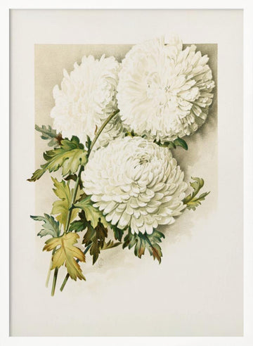 Chrysanthemums for Christmas Eve | Poster - White Frame Interior
