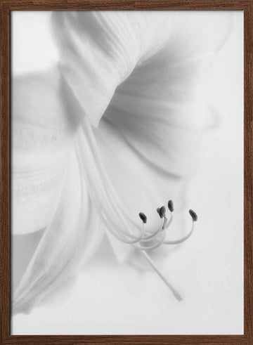 Elegant White Bloom | Poster - Walnut Frame Interior