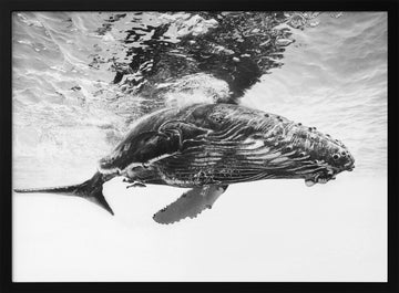 Majestic Humpback Whale | Poster - Black Metal Frame Interior