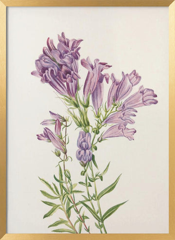 Purple Penstemon From North American Wildflowers (1925) By Mary Vaux Walcott | Poster - Gold Frame Interior