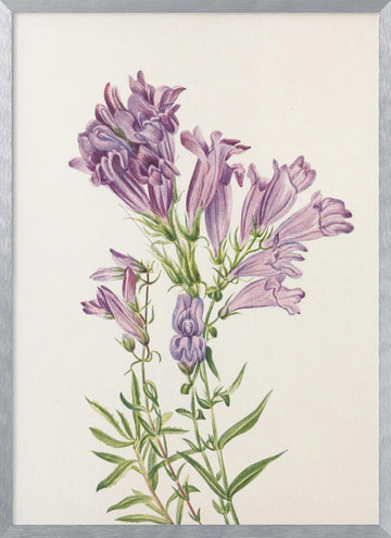 Purple Penstemon From North American Wildflowers (1925) By Mary Vaux Walcott | Poster - Silver Frame Interior