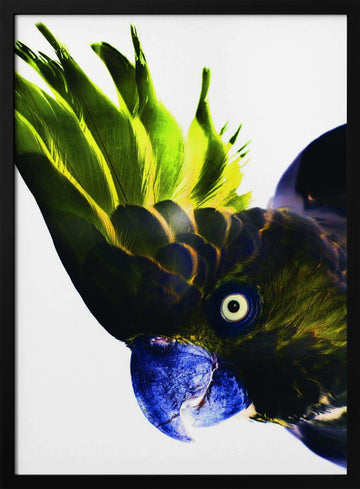Vivid Bird Glance | Poster - Black Metal Frame Interior