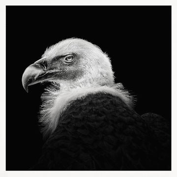 Intense Vulture Gaze | Poster - White Frame Interior