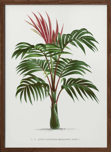 Kentiopsis | Poster - Walnut Frame Interior