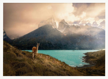 Patagonia Guanaco Peaks | Poster - White Frame Interior