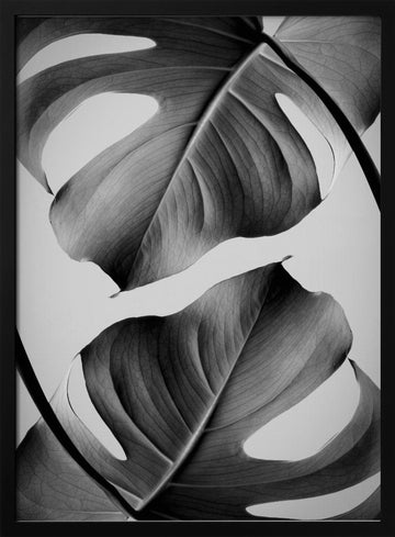 Tropical Monstera Forms | Poster - Black Metal Frame Interior