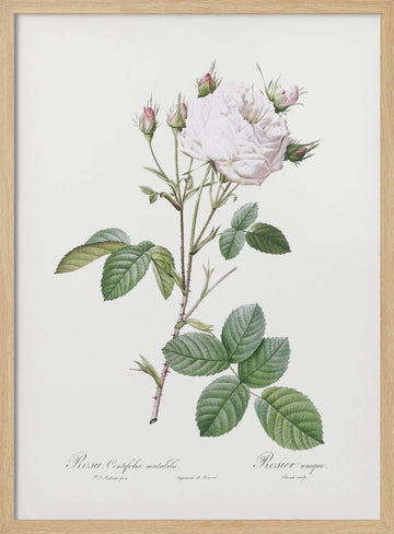 Cabbage Rose White Provence, Les Roses (1817–1824) | Poster - Wood Frame Interior