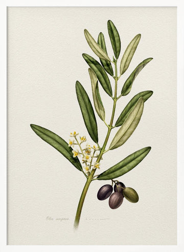 Olive Branch With Fruit | Poster - White Frame Interior