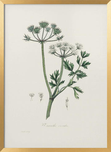Water Dropwort (onanthe Grocata) Medical Botany | Poster - Gold Frame Interior