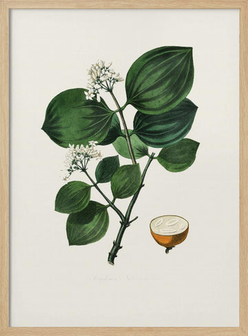 Poison Nu (strychnos Nux Vomica) Medical Botany | Poster - Wood Frame Interior