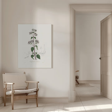 Oregano (origanum Vulgare) Medical Botany | Canvas - Room Interior 1